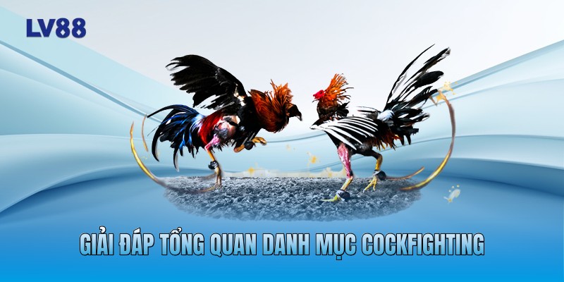 Giải đáp tổng quan danh mục cockfighting